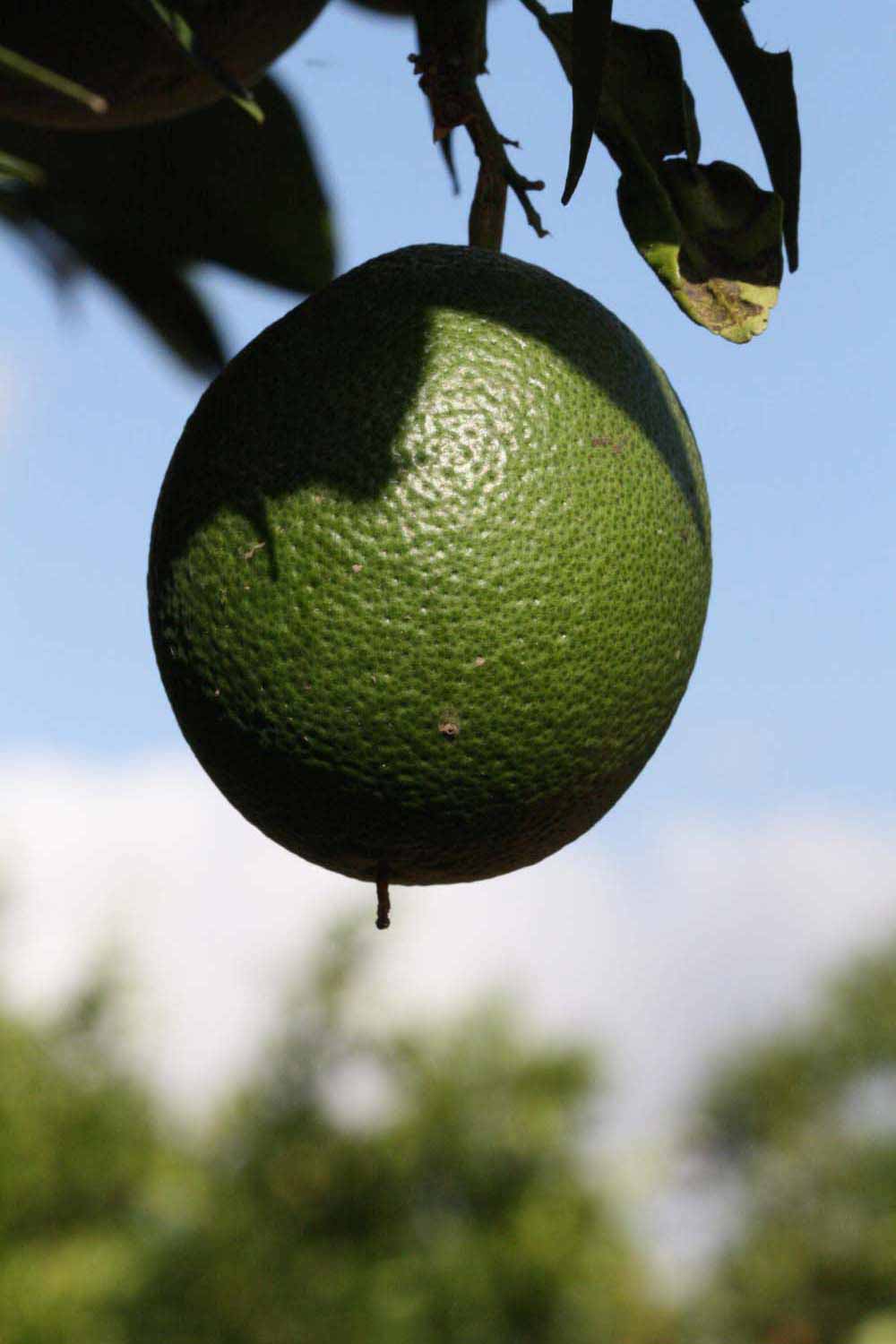            Immature fruit (Riverside, CA)   